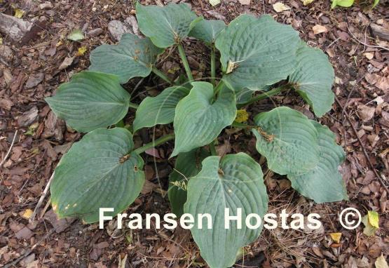 Hosta Blue Ripples